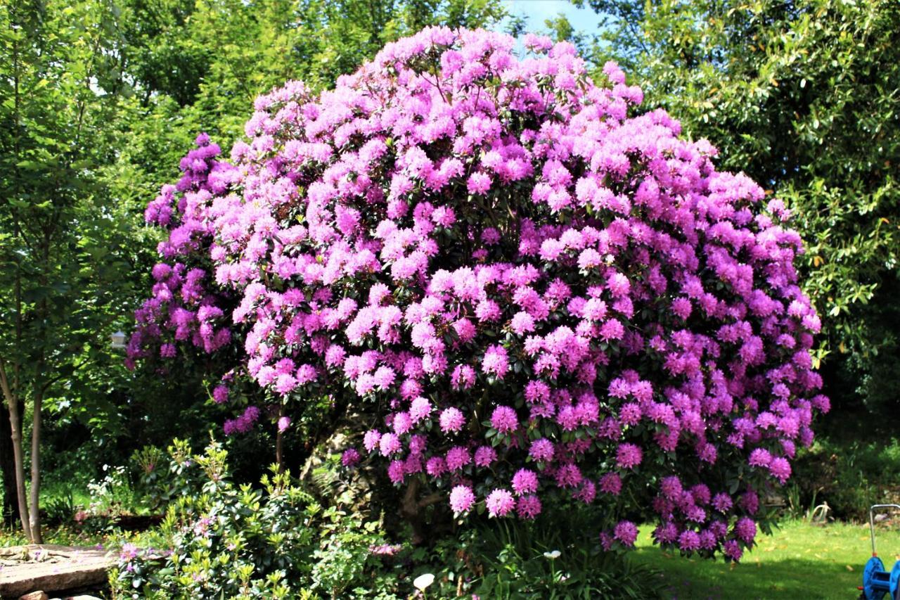 Keryerna Ar C'Haouled "Aux Hortensias" Clevacance Saint-Meen  Exterior photo